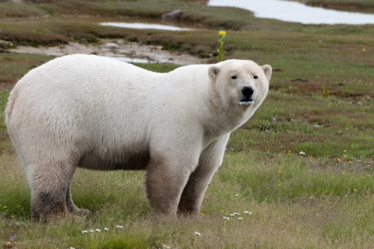 Polar Bear on Akimski Island